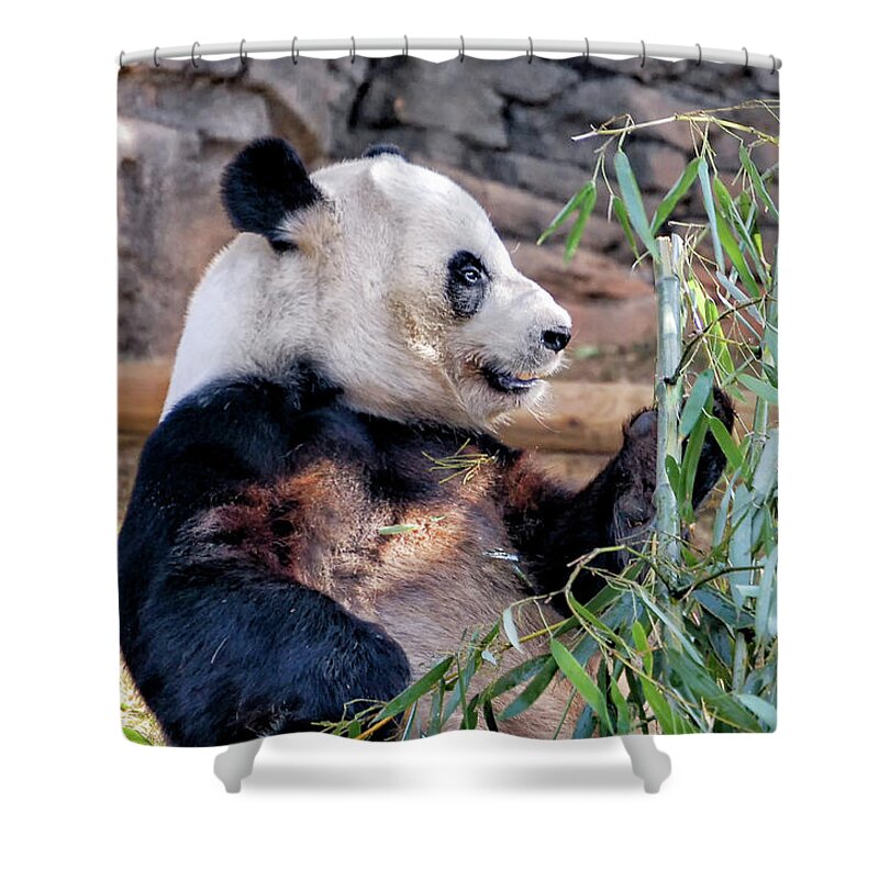 Fur Shower Curtain featuring the photograph Panda Dining on Bamboo by Kathleen K Parker