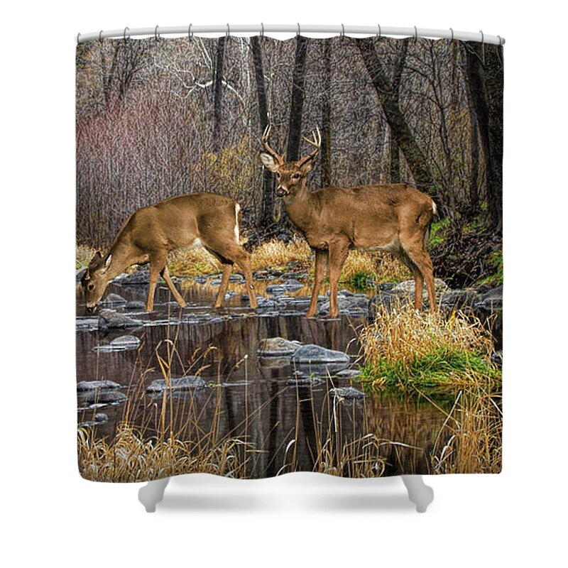 Art Shower Curtain featuring the photograph Panorama of a Woodland Creek with Whitetail Dee by Randall Nyhof