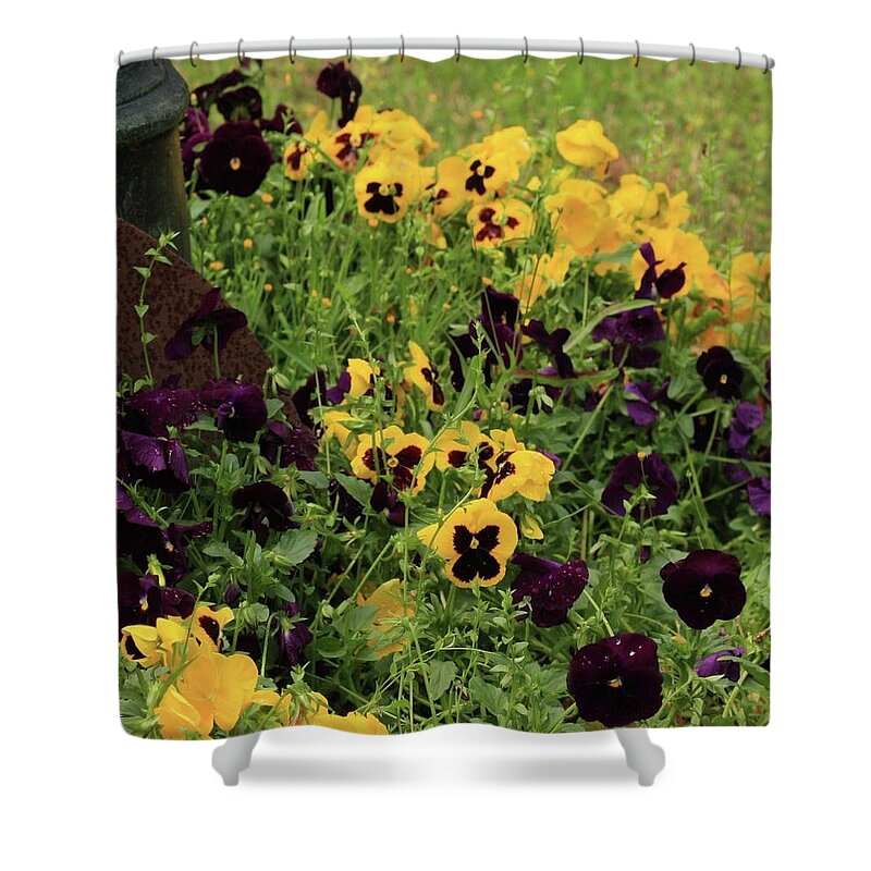 Pansies Shower Curtain featuring the photograph Pansies by Kim Henderson