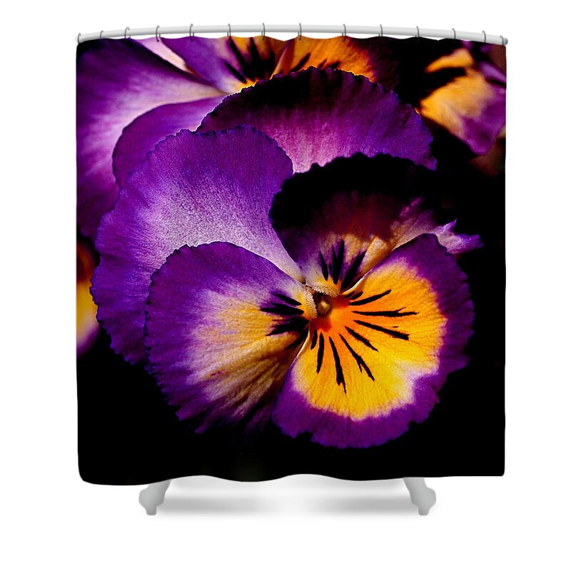 Pansies Shower Curtain featuring the photograph Pansies by Rona Black