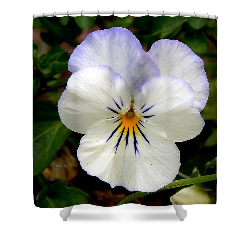 Spring Shower Curtain featuring the photograph Pansy Face by Wild Thing