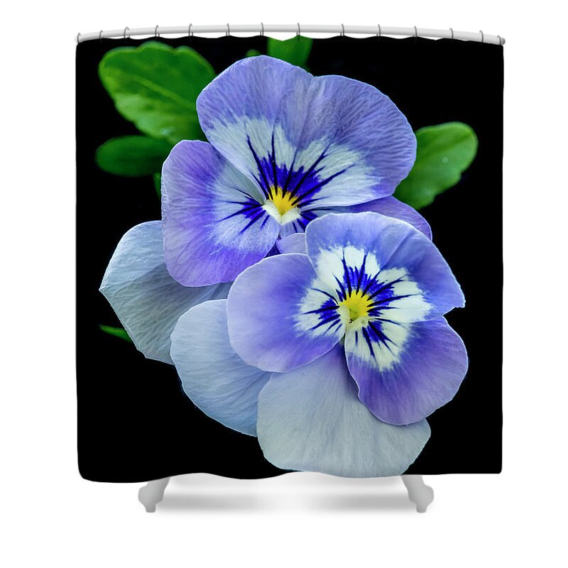 Greeting Card Shower Curtain featuring the photograph Pansy Portrait by Cathy Kovarik