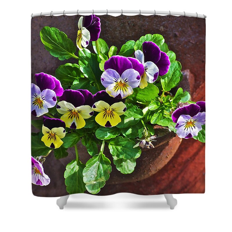 Pansy Shower Curtain featuring the photograph Pansy Sunshine by Janis Senungetuk