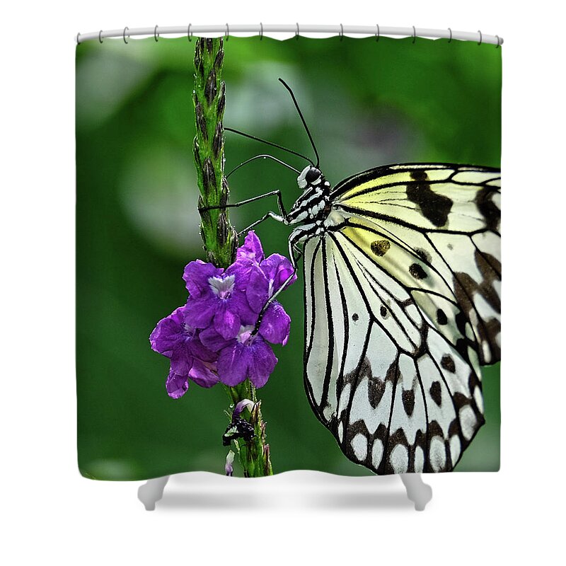 Paperkite Butterfly Shower Curtain featuring the photograph Paperkite Butterfly closeup by Ronda Ryan