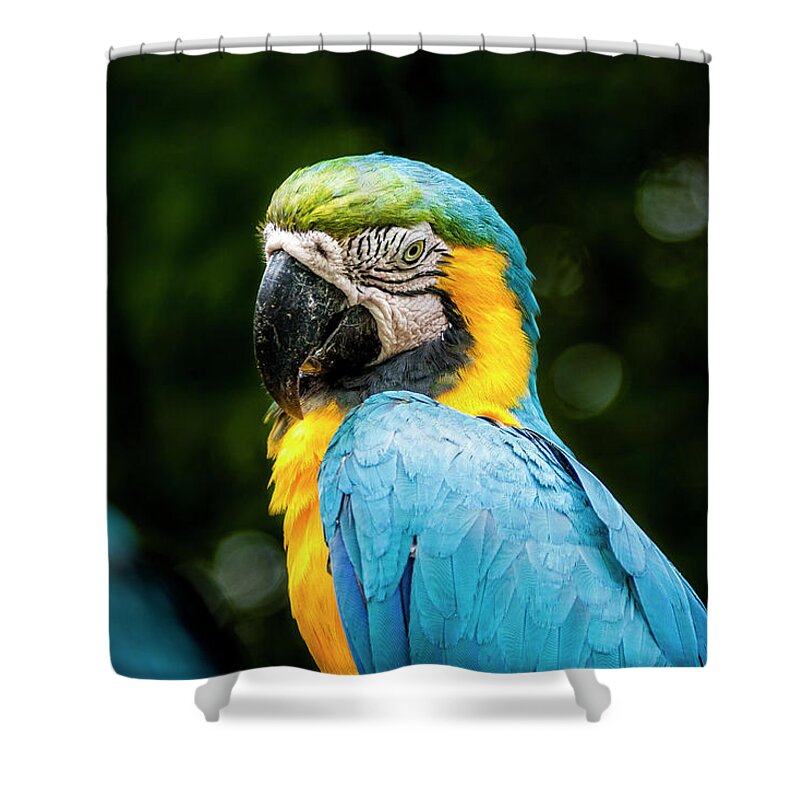 Birds Shower Curtain featuring the photograph Parrot by Daniel Murphy