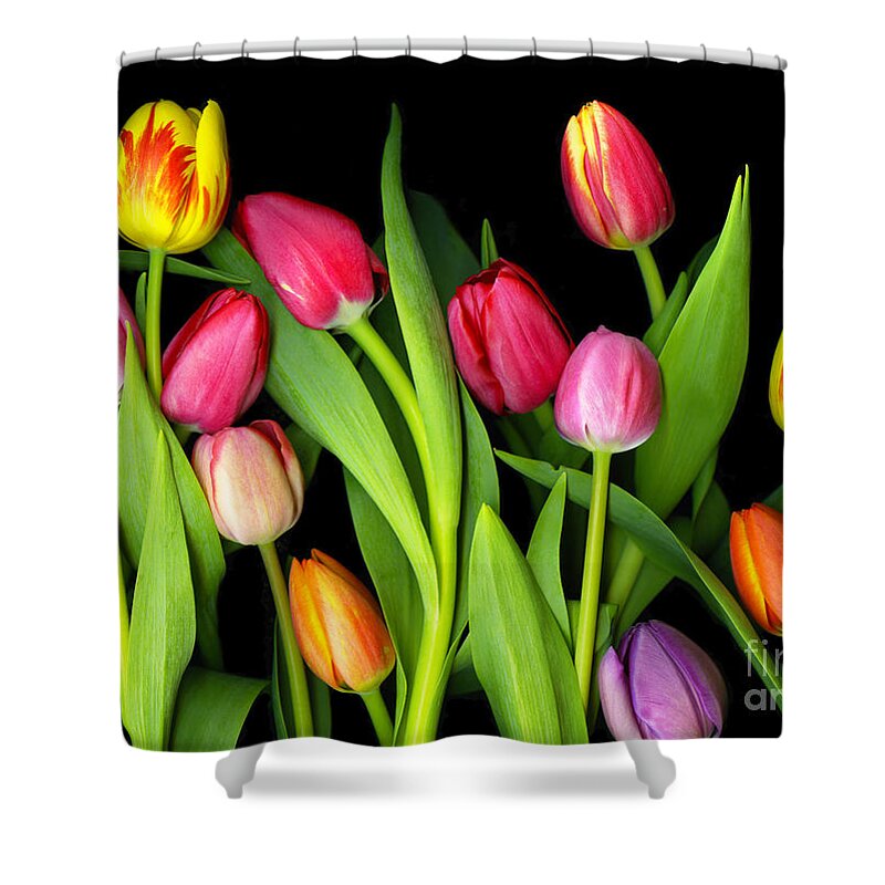 Csphoto Shower Curtain featuring the photograph Tulips by Christian Slanec