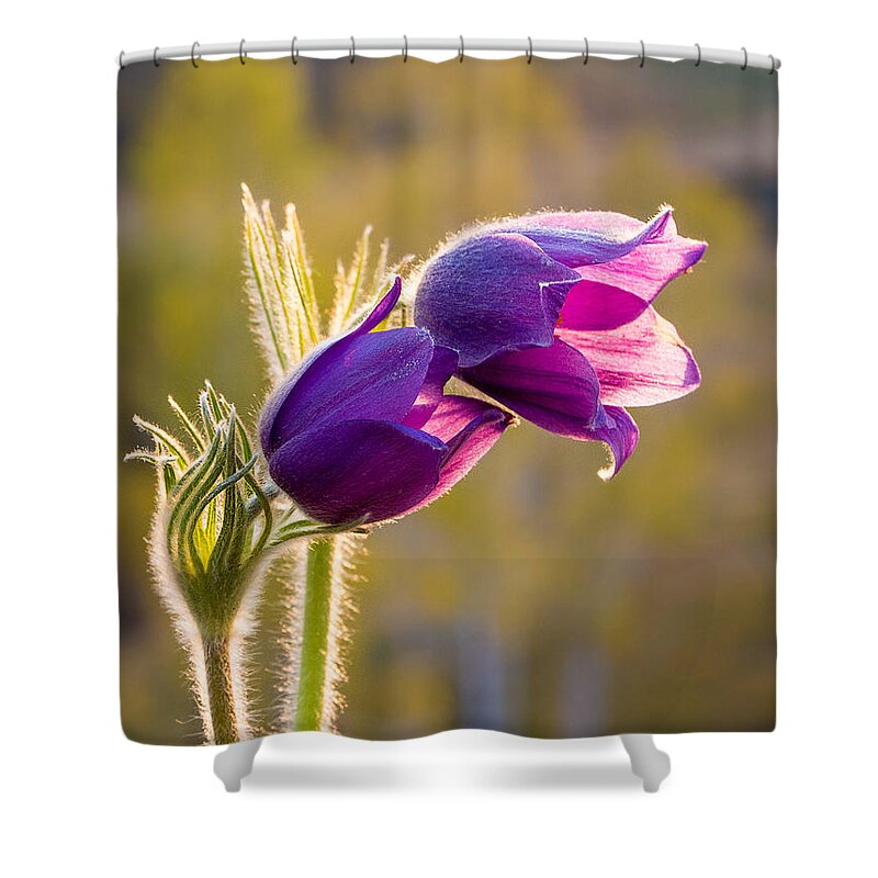 Victor Kovchin Shower Curtain featuring the photograph Pasque Flower. Spring in Altai by Victor Kovchin
