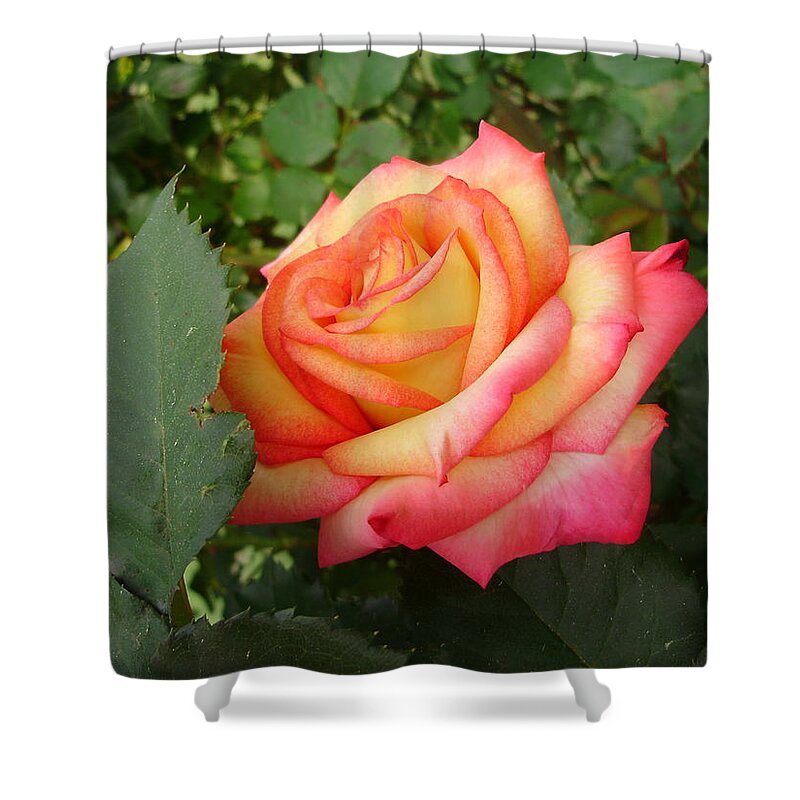 Roses Shower Curtain featuring the photograph Passionate Morning by Anjel B Hartwell