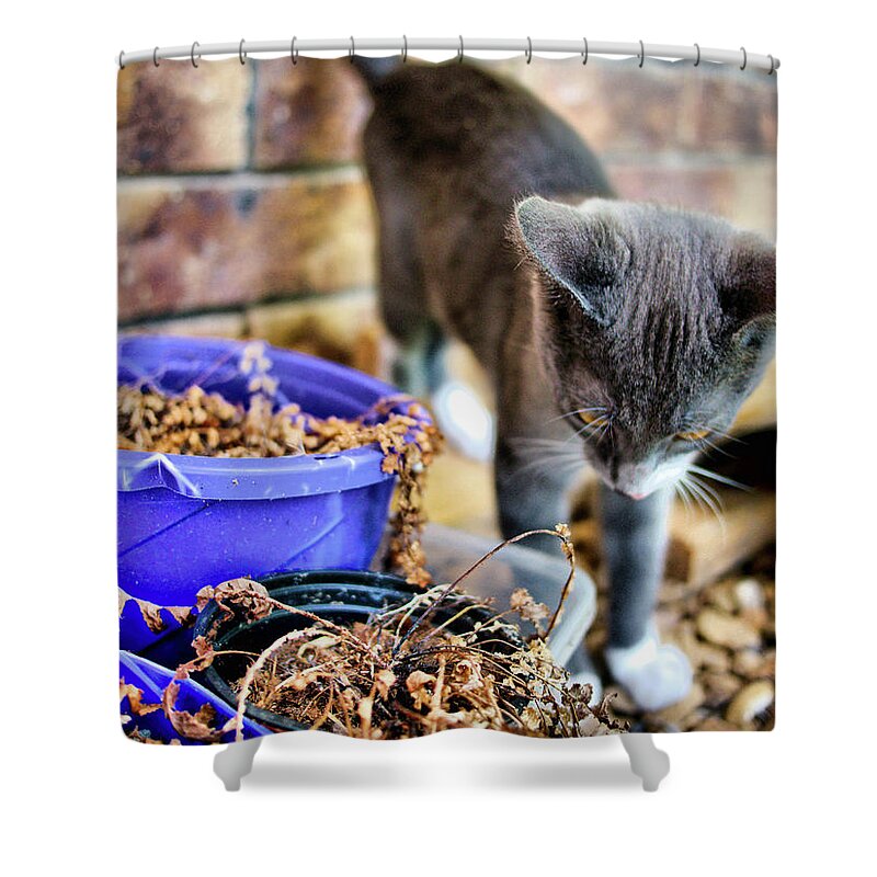 Animals Shower Curtain featuring the photograph Patches eplore by Michael Blaine