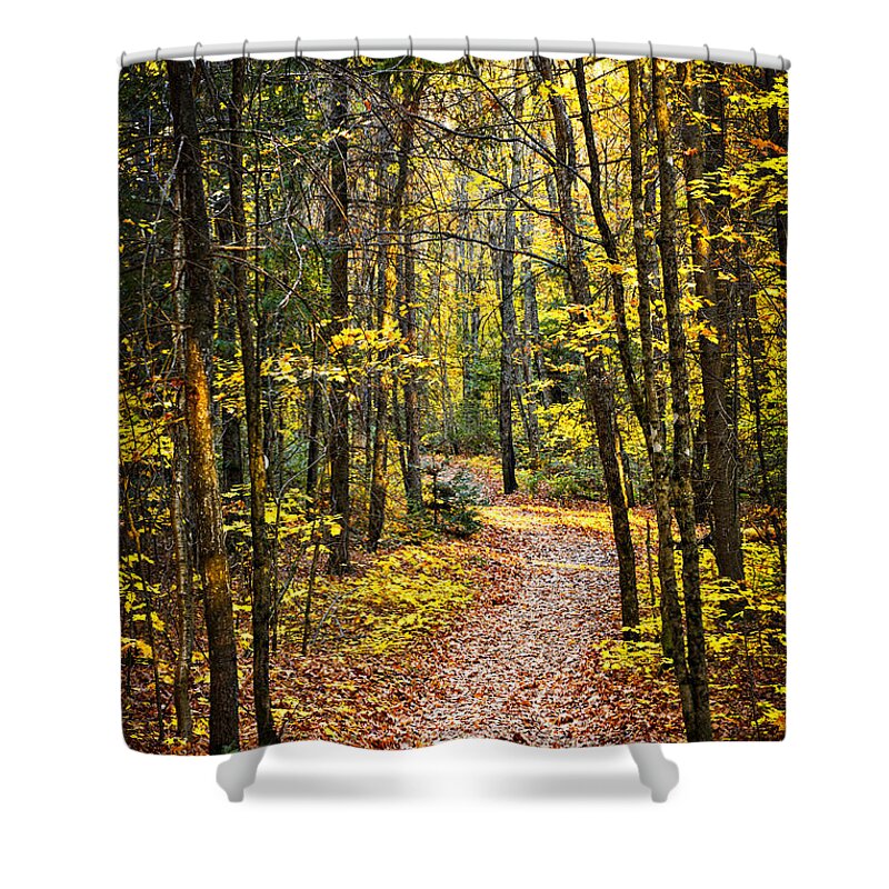 Trees Shower Curtain featuring the photograph Path in fall forest 2 by Elena Elisseeva