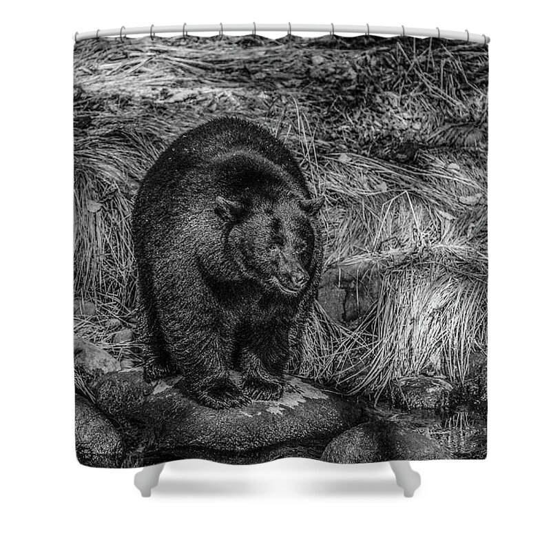 Black Bear Shower Curtain featuring the photograph Patient Black Bear by Roxy Hurtubise