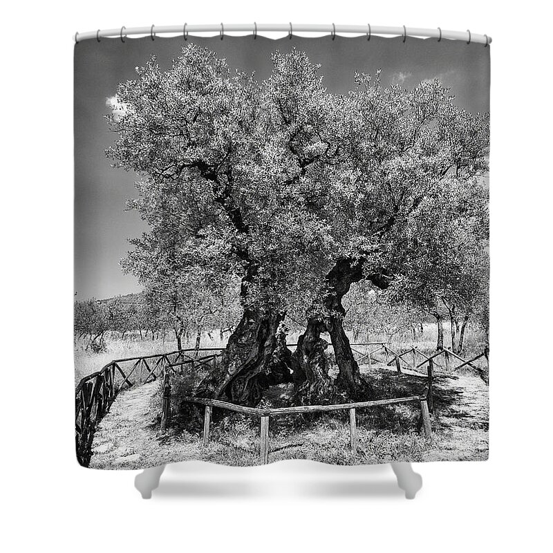 Italy Shower Curtain featuring the photograph Patriarch Olive Tree by Alan Toepfer
