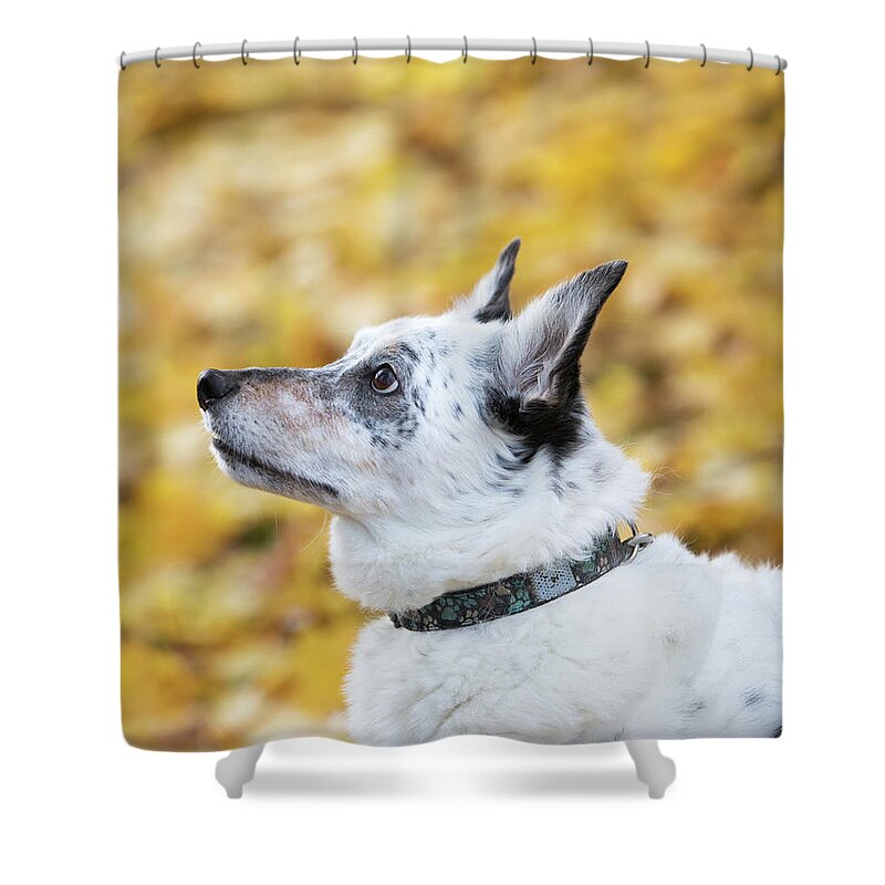 Bennu Shower Curtain featuring the photograph Patrick 6A by Rebecca Cozart