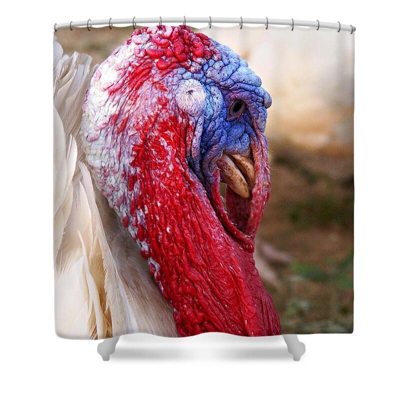 Patriotic Shower Curtain featuring the photograph Patriotic Turkey by Marilyn Hunt