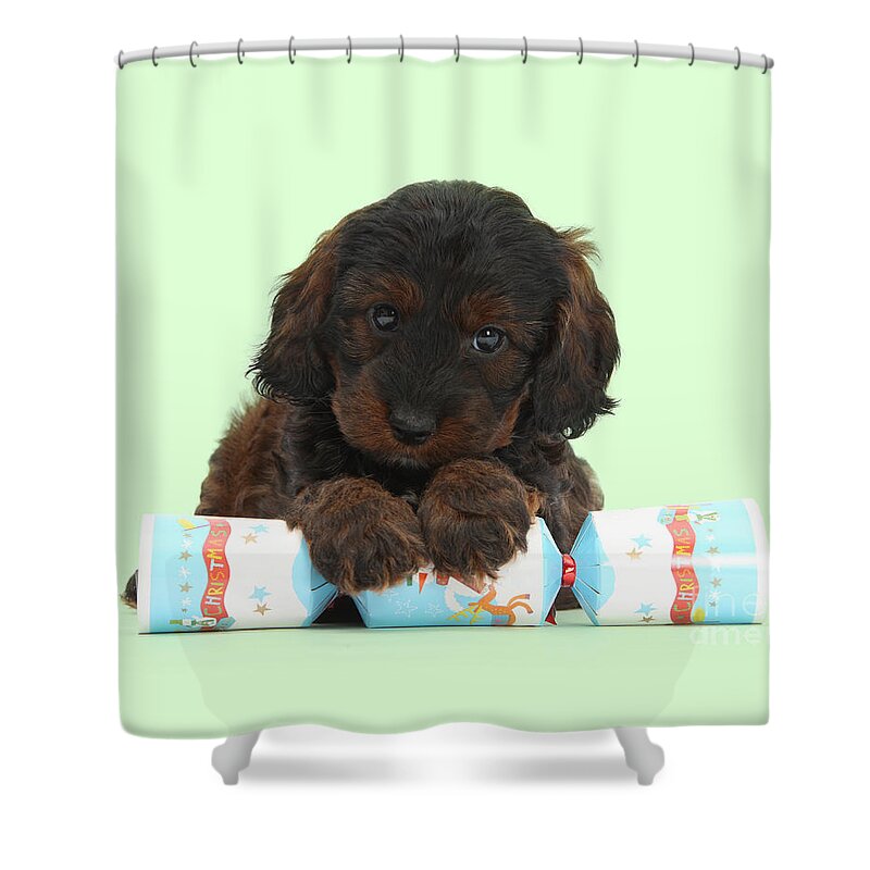 Cockapoo Shower Curtain featuring the photograph Paws to pull a Cracker by Warren Photographic