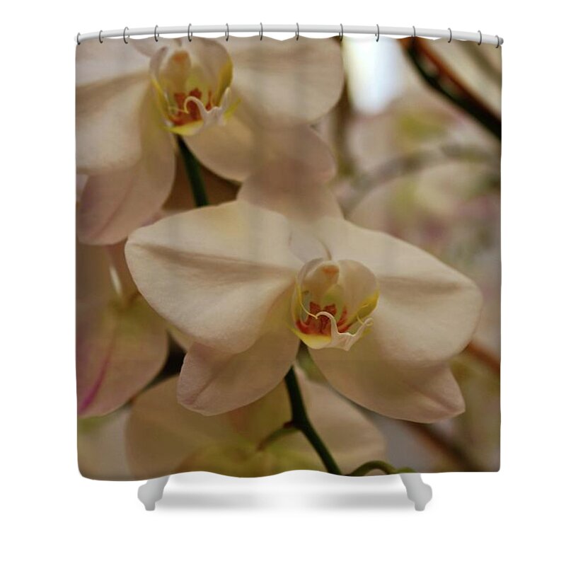 Orchid Shower Curtain featuring the photograph Peabody Orchid I by Michiale Schneider