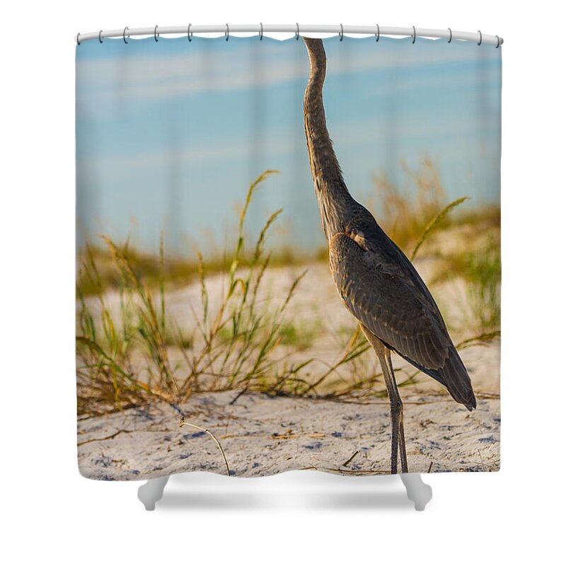 This Beautiful Bird Shower Curtain featuring the photograph Peace on the Beach by Metaphor Photo