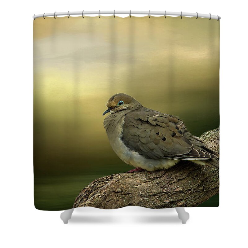 Dove Shower Curtain featuring the photograph Peaceful Dove by Cathy Kovarik