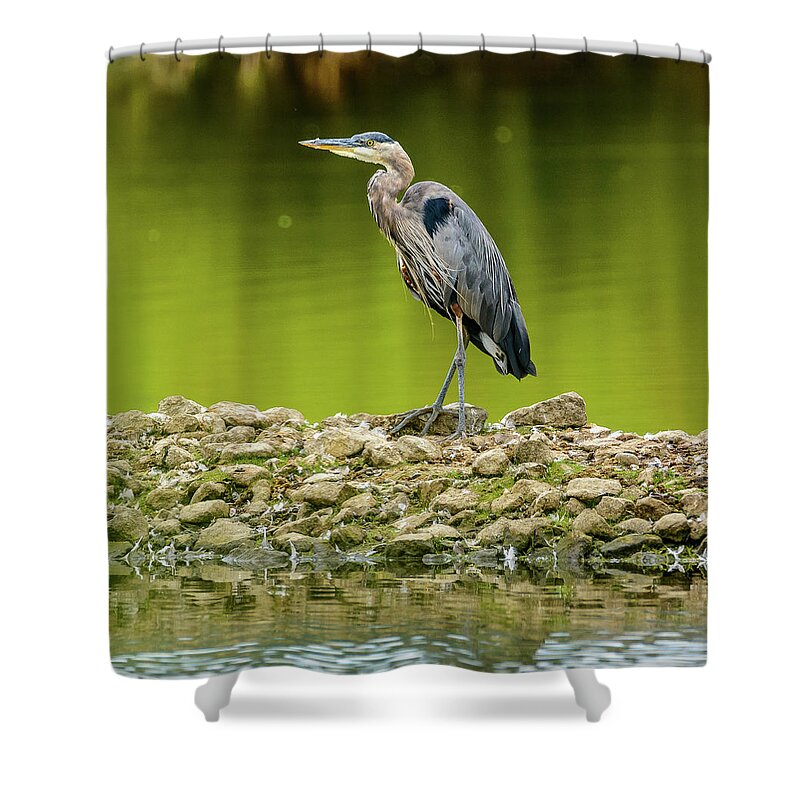 Blue Heron Shower Curtain featuring the photograph Peaceful Heron by Jerry Cahill