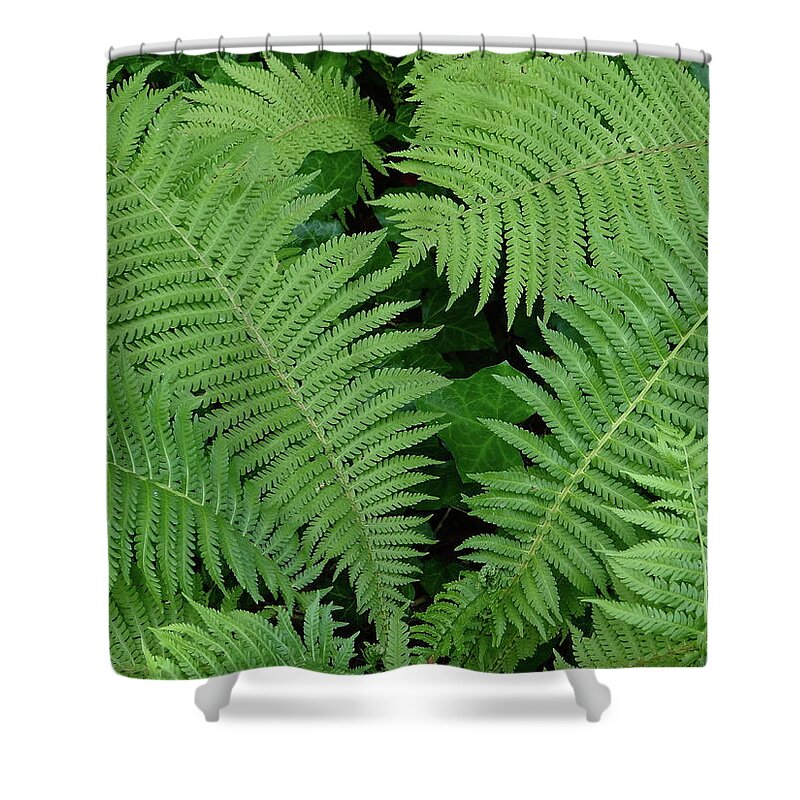 Ferns Shower Curtain featuring the photograph Peaceful Places by Ira Shander