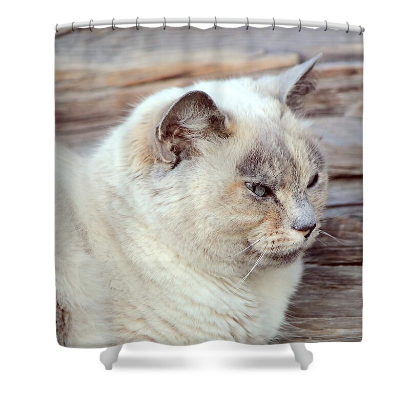 Adorable Shower Curtain featuring the photograph Peaceful ragdoll cat by Elenarts - Elena Duvernay photo