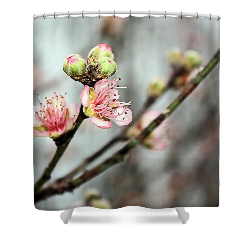 Peach Shower Curtain featuring the photograph Peach Blossom by Kristin Elmquist