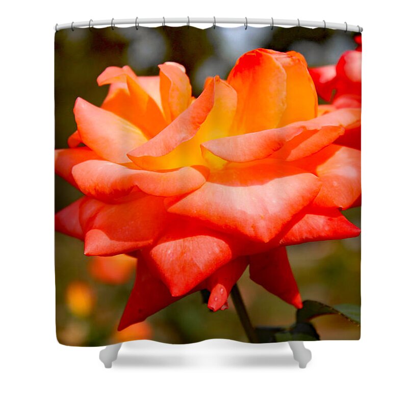 Rose Shower Curtain featuring the photograph Peach Rose Beauty by DB Hayes
