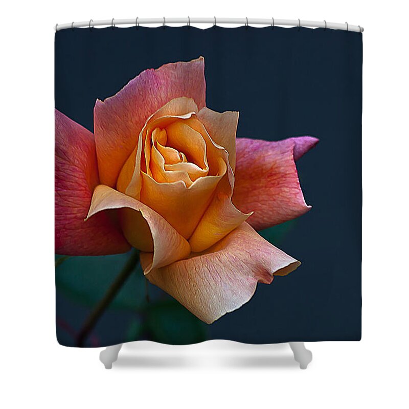 Floral Shower Curtain featuring the photograph Peach Rose Bud by Emerald Studio Photography