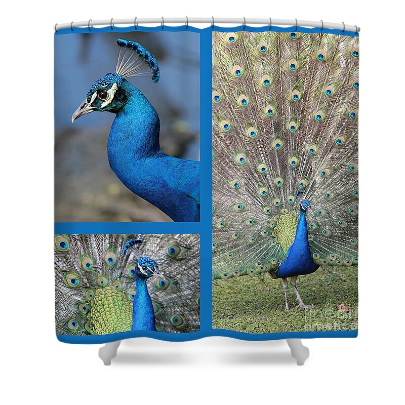 Collages Shower Curtain featuring the photograph Peacock Collage in Blue by Carol Groenen