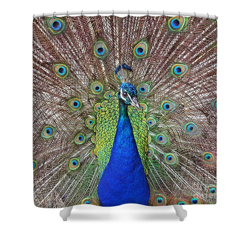 Peacock Shower Curtain featuring the photograph Peacock Displaying His Plumage by Jim Fitzpatrick
