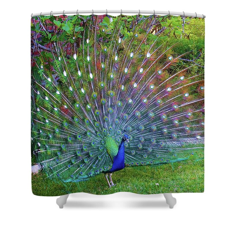 Peacock Shower Curtain featuring the photograph Peacock Fan in Full Bloom by Doris Aguirre