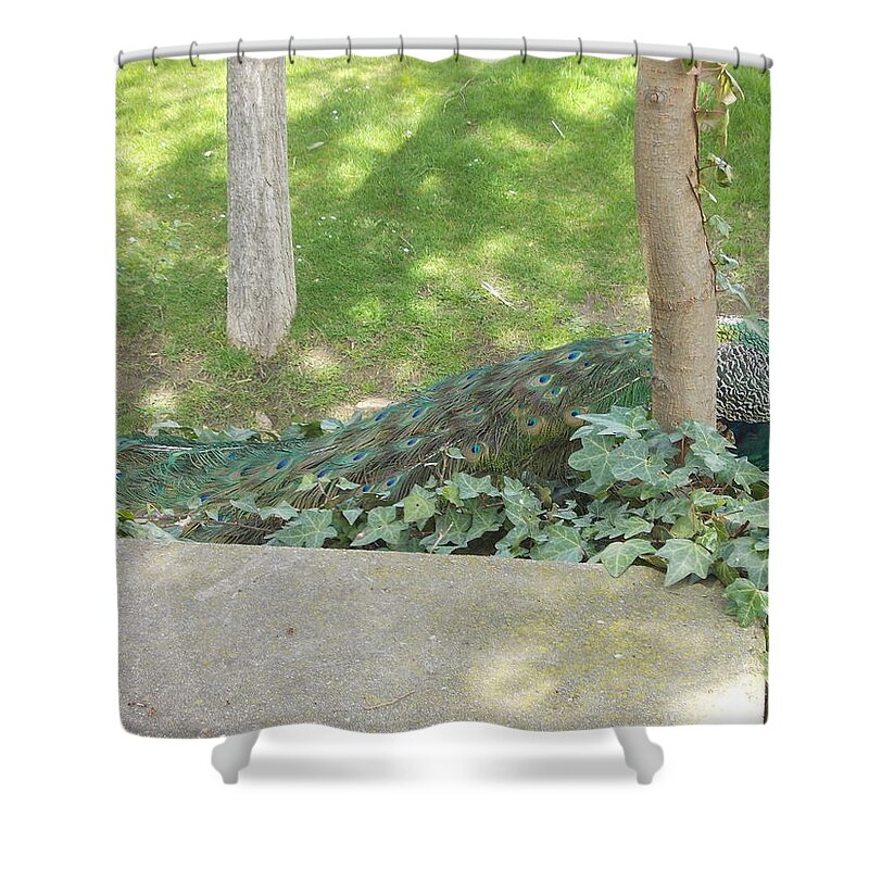 Peacock Shower Curtain featuring the photograph Peacock by Mariel Mcmeeking