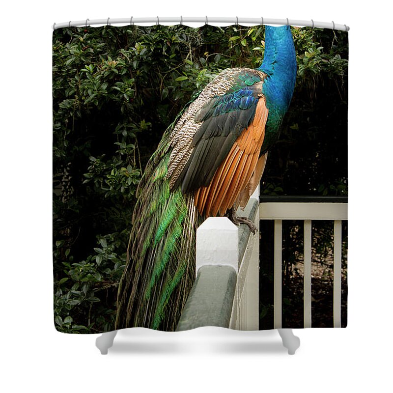 Jean Noren Shower Curtain featuring the photograph Peacock on a Fence by Jean Noren