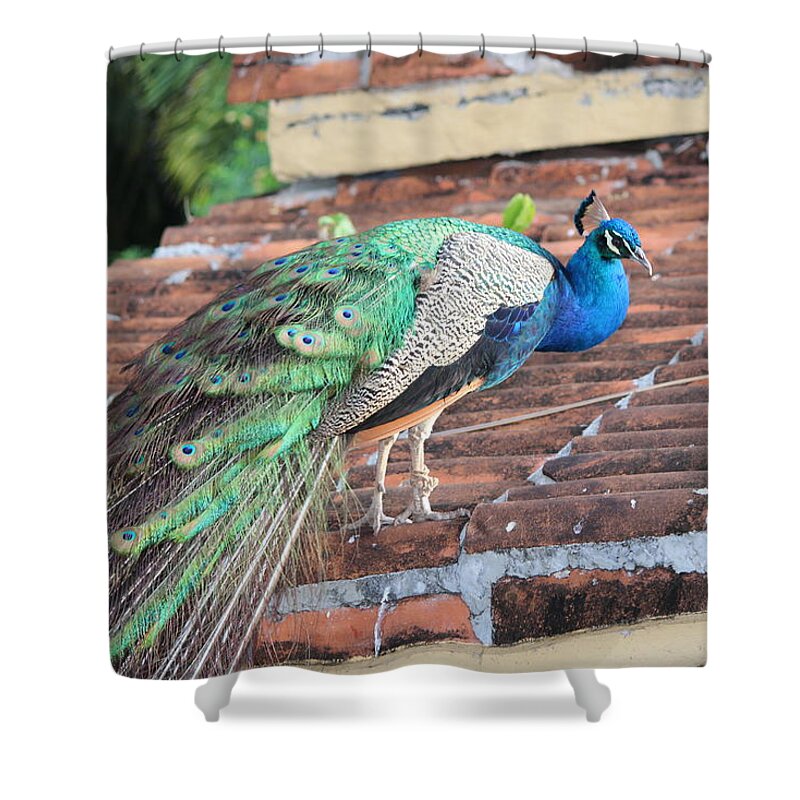 Peacock Shower Curtain featuring the photograph Peacock on Rooftop by Samantha Delory