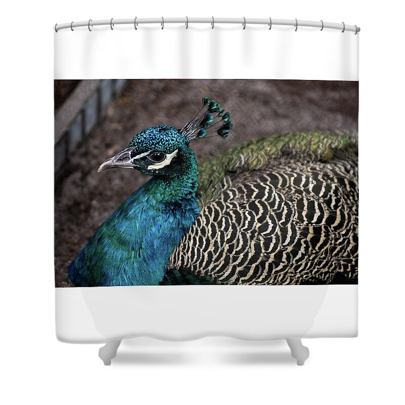 Peacock Shower Curtain featuring the photograph Peacock Portrait 2 by Tania Read