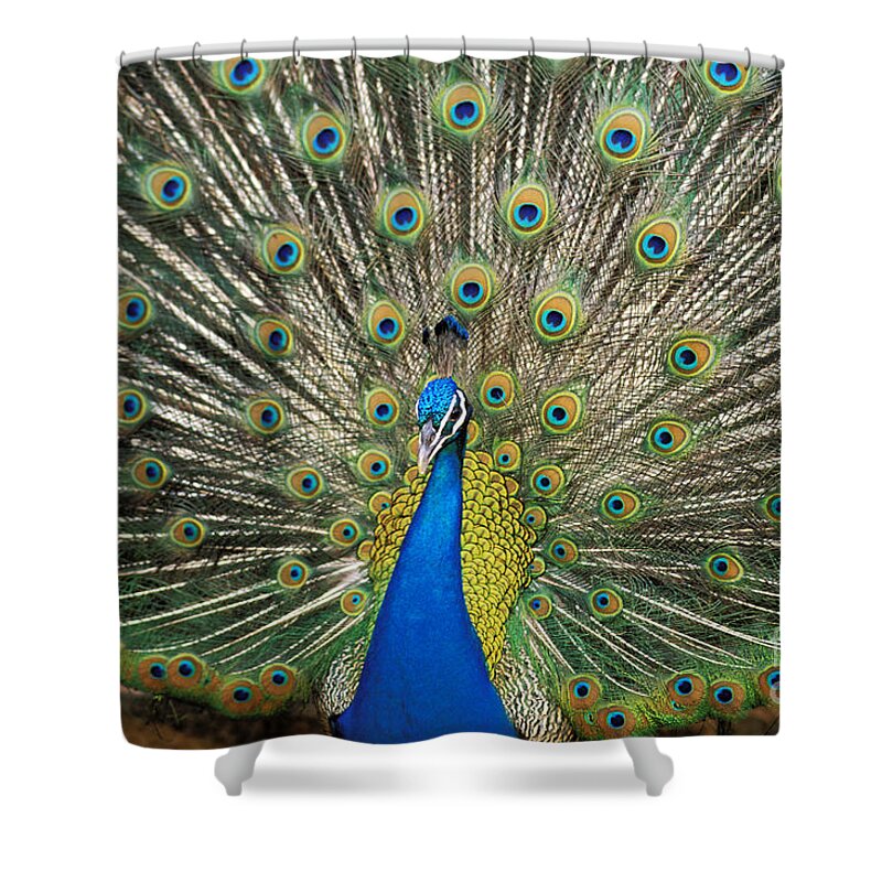 Animal Art Shower Curtain featuring the photograph Peacock by William Waterfall - Printscapes