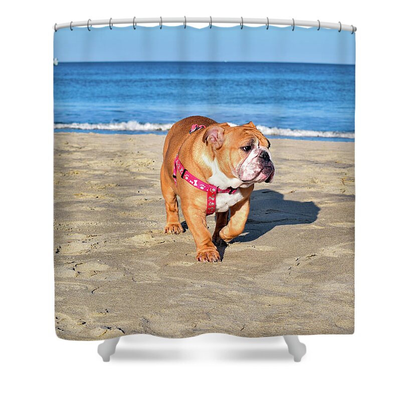 Ocean Shower Curtain featuring the photograph Peanut on the Beach by Nicole Lloyd
