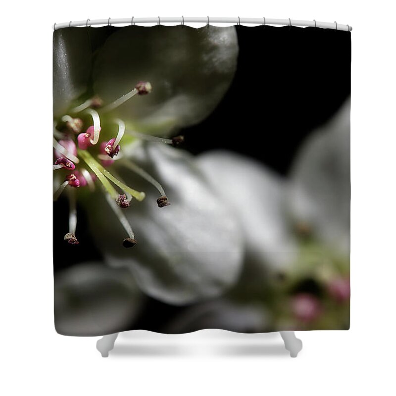 Blossoms Shower Curtain featuring the photograph Pear Blossoms by Mike Eingle