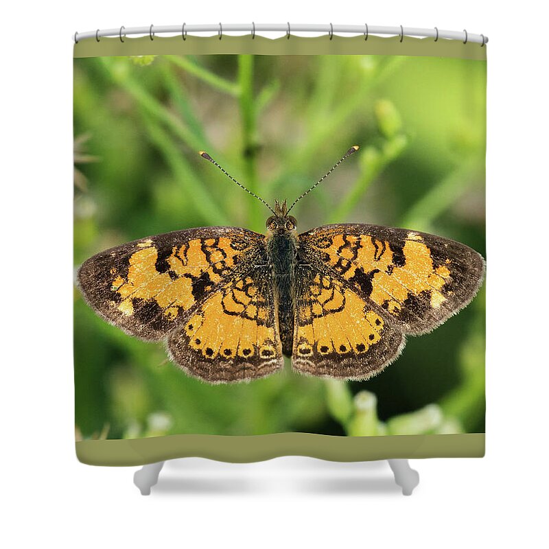 Pearl Crescent Shower Curtain featuring the photograph Pearl Crescent by Jim Zablotny