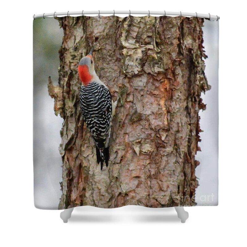 Tree Shower Curtain featuring the photograph Pecking by Barry Bohn