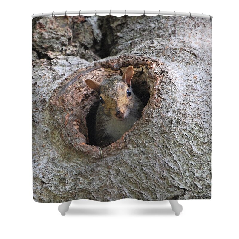 Squirrel Shower Curtain featuring the photograph Peek A Boo by Sonja Jones
