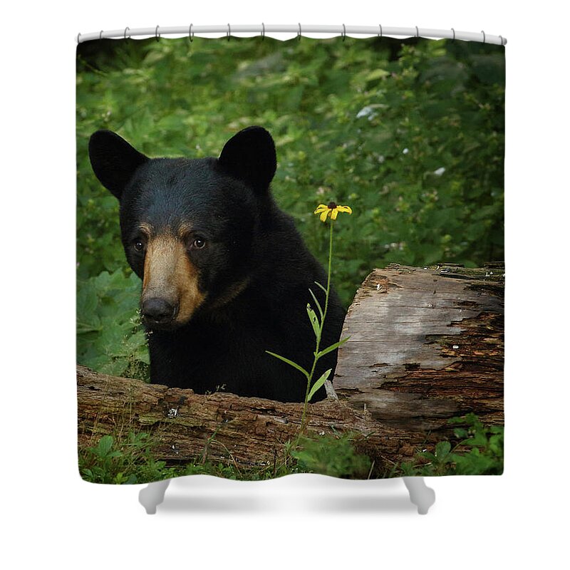 Bear Shower Curtain featuring the photograph Peeking Around the Log by Duane Cross