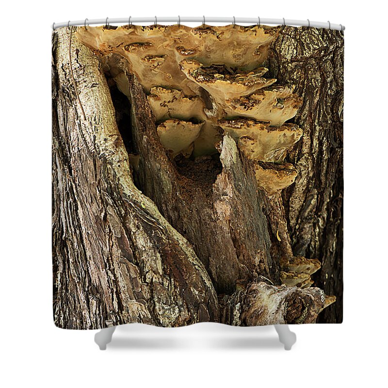 Tree Shower Curtain featuring the photograph Peeping through woods by Kiran Joshi