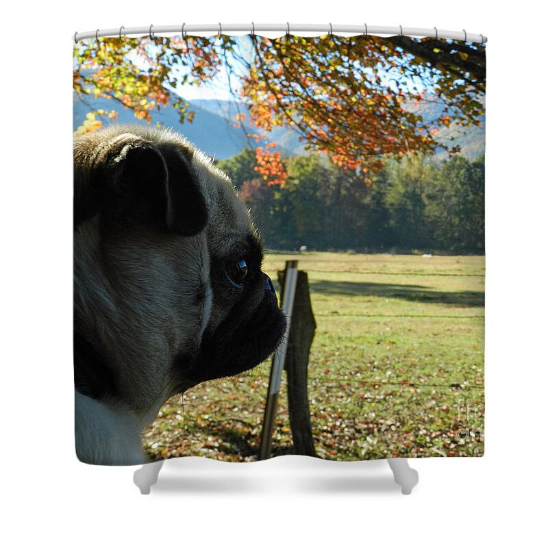 Animal Shower Curtain featuring the photograph Puggy Sue looking for Bear by Deborah Ferree