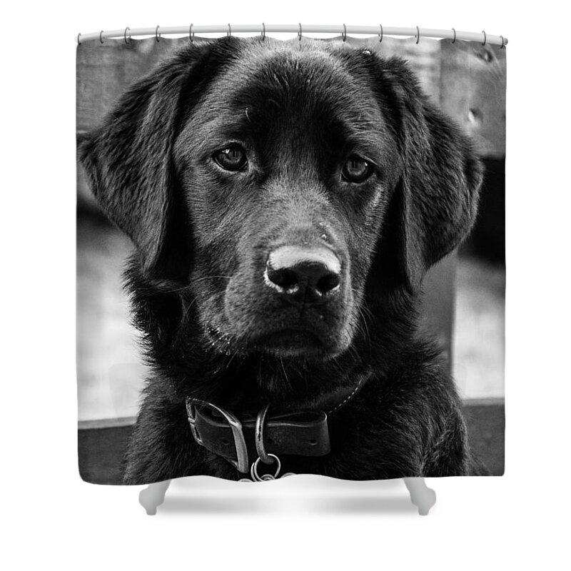 Black Dog Shower Curtain featuring the photograph Peggy by Martina Fagan