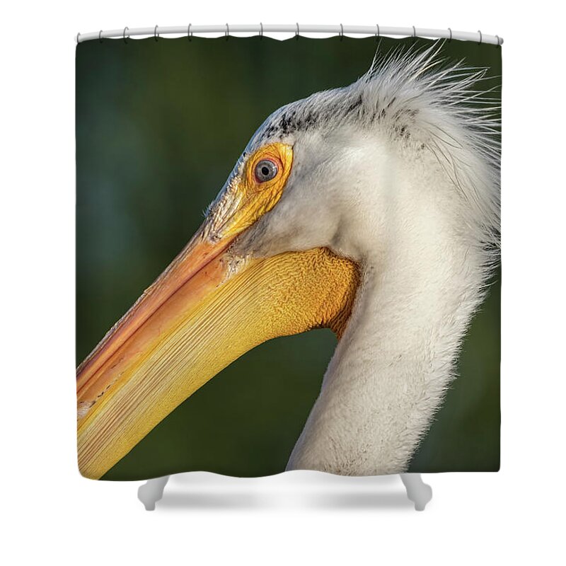 American White Pelican Shower Curtain featuring the photograph Pelican 2017-3 by Thomas Young