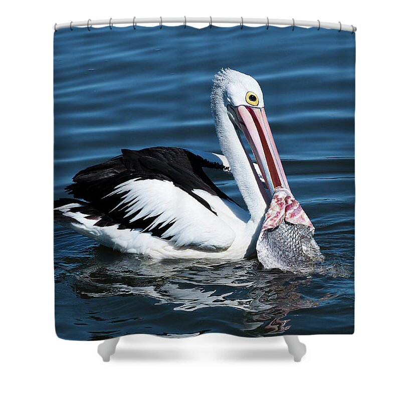 Pelican Photography Shower Curtain featuring the photograph Pelican fishing 6661 by Kevin Chippindall