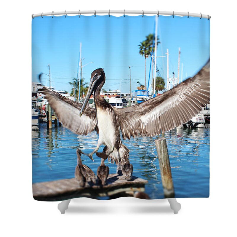 Bird Shower Curtain featuring the photograph Pelican Flying In by Megan Dirsa-DuBois