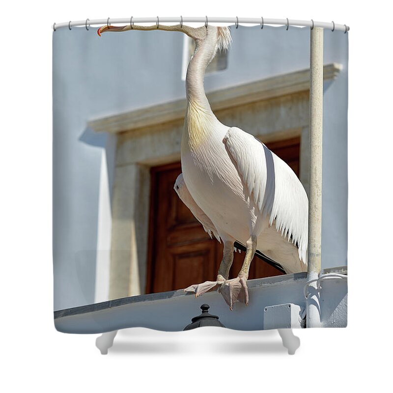 Pelican; Pelicans; Bird; Birds; Tinos Shower Curtain featuring the photograph Pelican by George Atsametakis