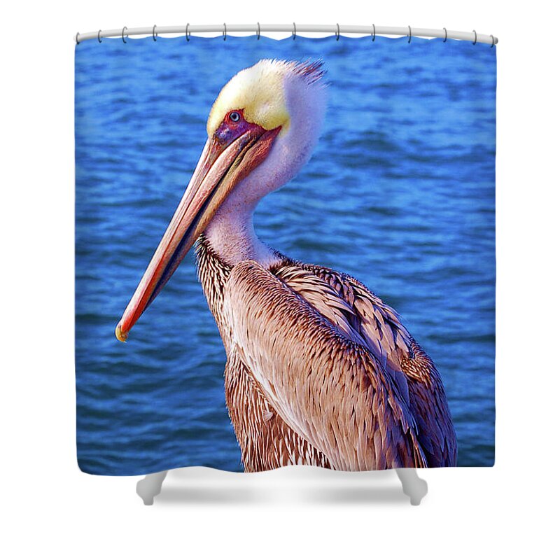 Bird Shower Curtain featuring the photograph Pelican in the shore by Maria Aduke Alabi